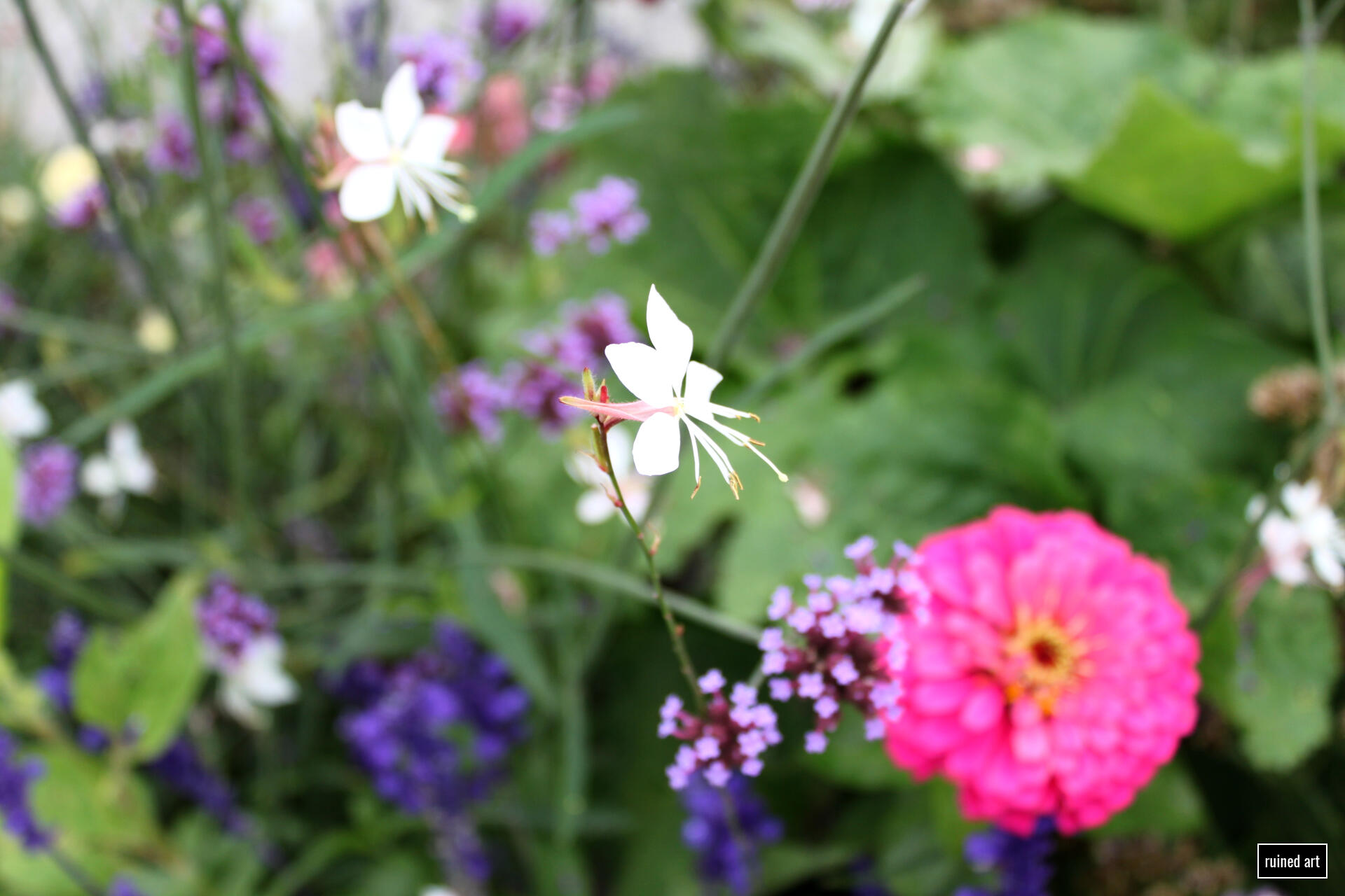of all the Seekers of the Moon nature – plant 2014 / lower austria Canon digital single-lens reflex (colouration effects)