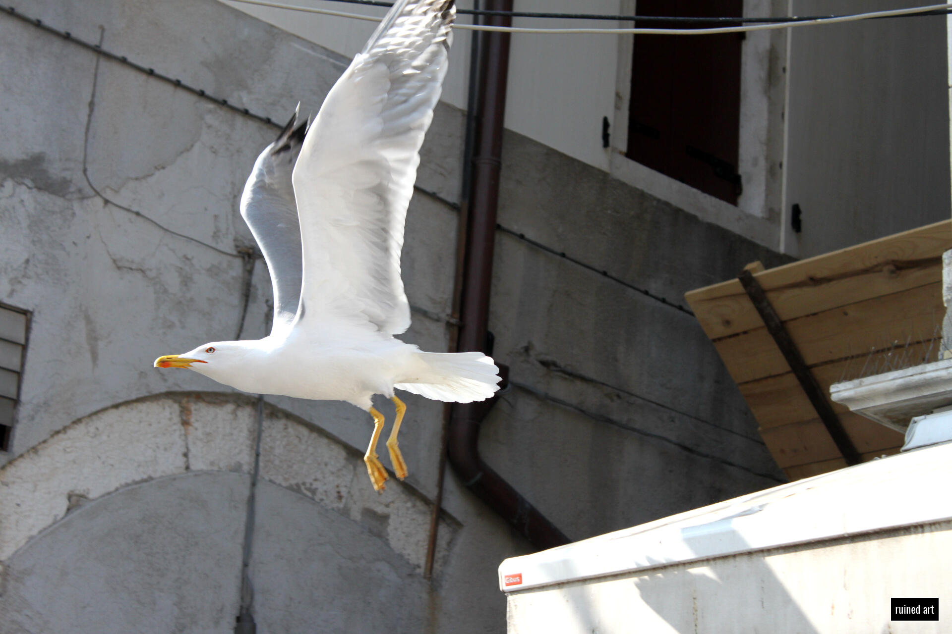 never again nature – animal 2015 / venetia Canon digital single-lens reflex (colouration effects)