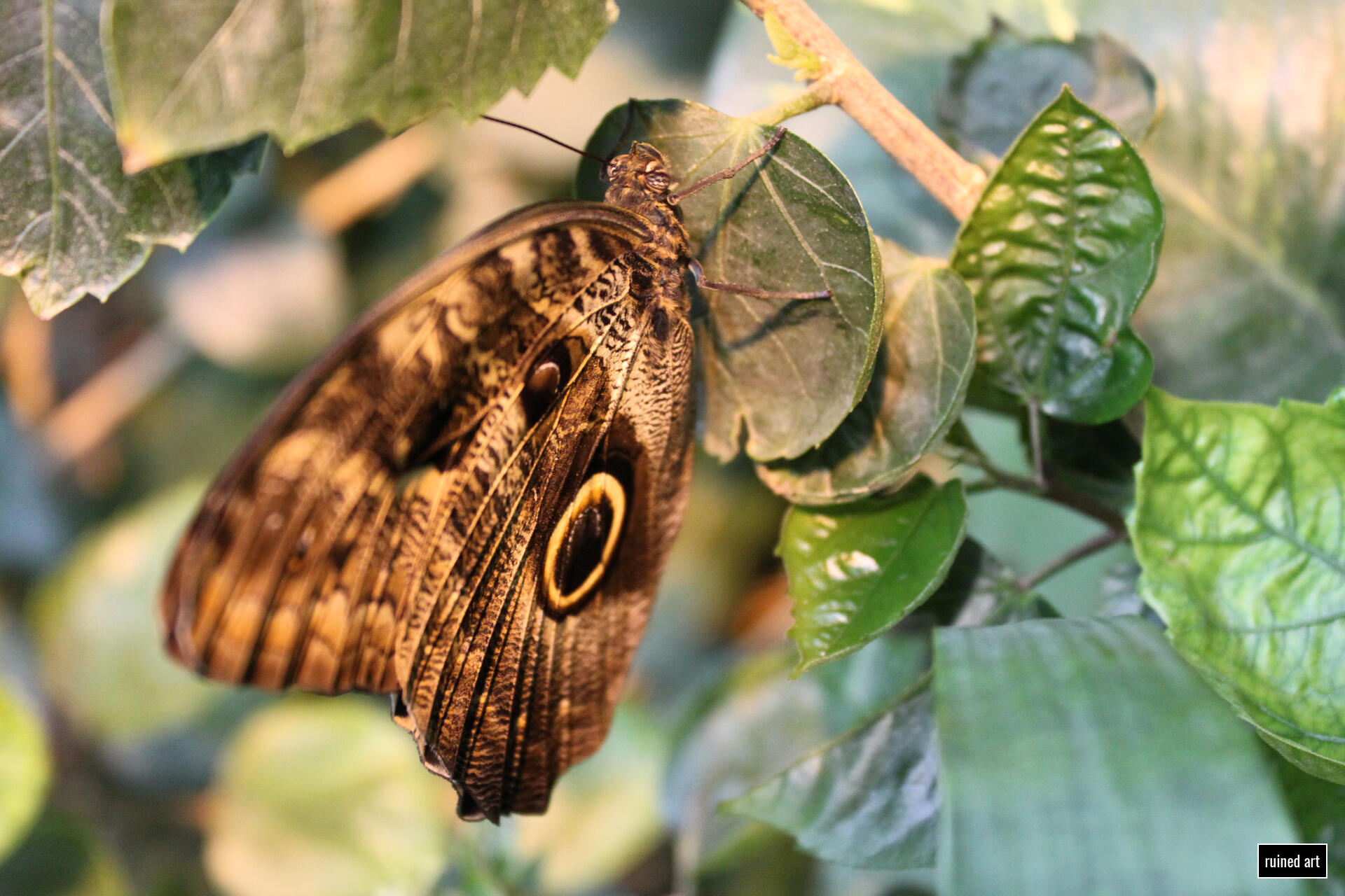 Butterfly Empire nature – animal 2024 / vienna Canon digital single-lens reflex (colouration effects)