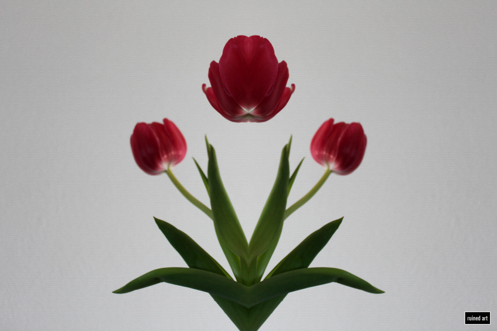 Flower Chaos scene – plant 2017 / styria Canon digital single-lens reflex (distortion effects)